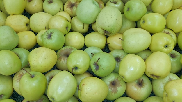 Muitas maçãs naturais verdes suculentas maduras como pano de fundo