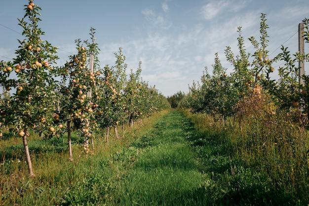 Muitas maçãs suculentas maduras coloridas em um galho no jardim pronto para colheita no outono pomar de maçã