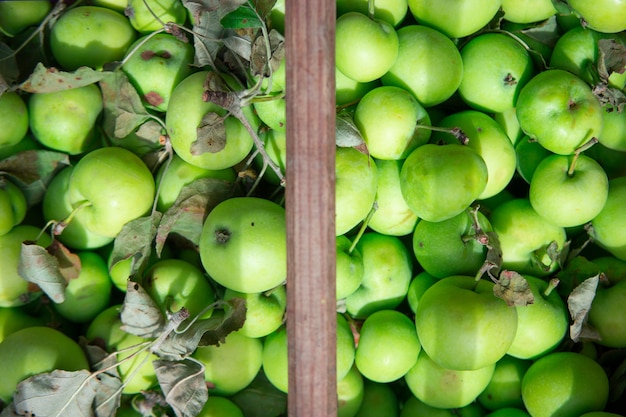 Muitas maçãs verdes frescas com folhas em uma cesta de madeira. Produtos naturais