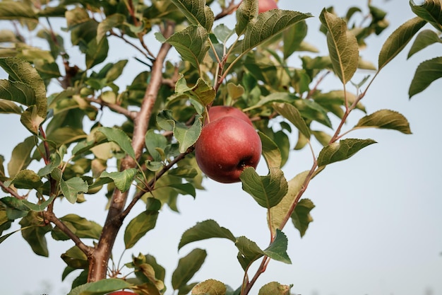 Muitas maçãs vermelhas maduras e suculentas coloridas em um galho no jardim pronto para colheita no outono pomar de maçã