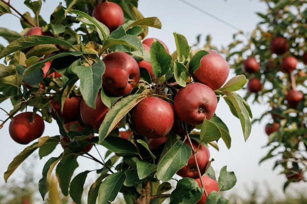 Muitas maçãs vermelhas maduras e suculentas coloridas em um galho no jardim pronto para colheita no outono pomar de maçã