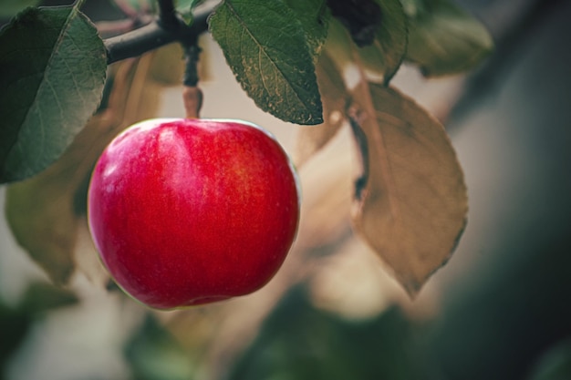 Muitas maçãs vermelhas na árvore prontas para serem colhidas Frutos maduros de maçã vermelha no jardim de verão