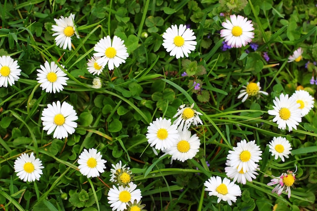 Muitas margaridas brancas selvagens na primavera