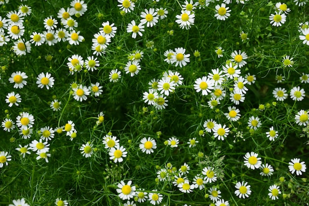 Muitas margaridas florescendo em todo o quadro com folhas verdes e caules