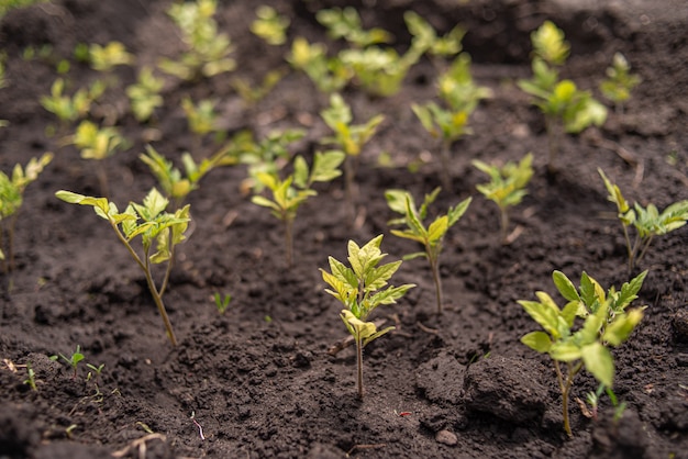 Muitas mudas de tomate crescem do solo na primavera