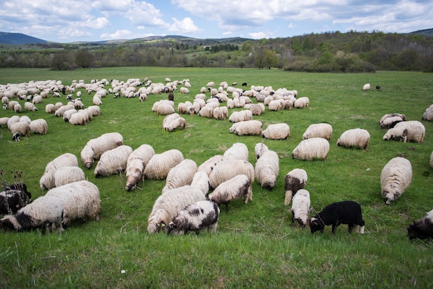 Muitas ovelhas no campo de montanha