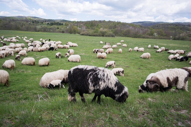 Muitas ovelhas no campo de montanha