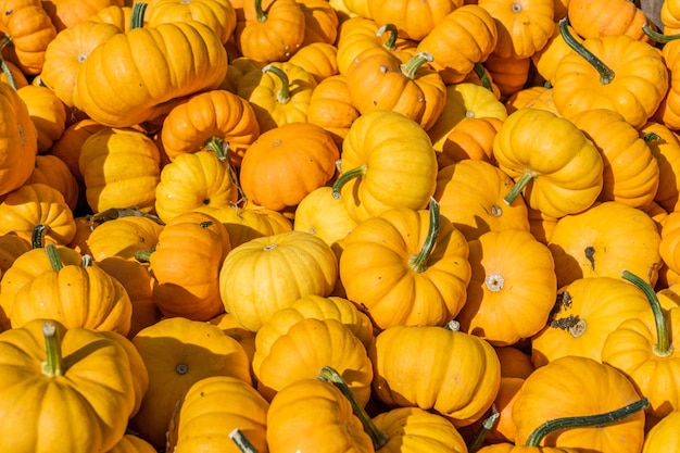 Muitas pequenas abóboras laranja prontas para venda como plano de fundo