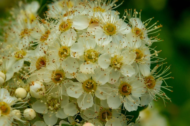 Muitas pequenas flores brancas em um galho