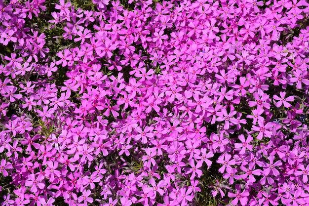 Muitas pequenas flores roxas de phlox em todo o fundo