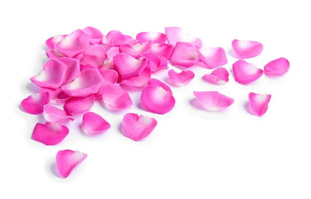 Muitas pétalas de rosa cor de rosa no fundo branco