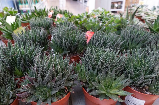 Muitas plantas diferentes em vasos de flores no centro de jardinagem da loja de flores e no conceito de fornecedor atacadista