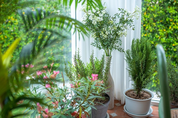 Muitas plantas ornamentais verdes no interior do branco na sala para adicionar um ambiente natural, fresco e sombrio em casa