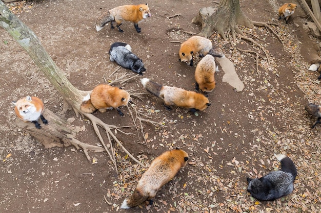 Muitas raposas comendo juntas