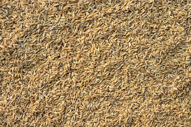 Muitas sementes de arroz.