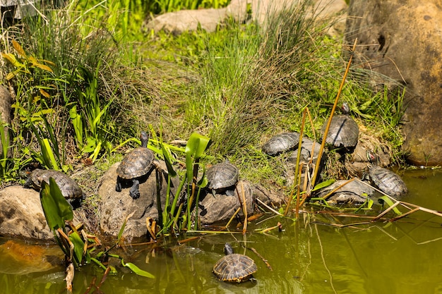 Muitas tartarugas de tamanhos diferentes em várias posições de banho de sol em uma rocha marrom em um lago de pântano e plantas verdes ao fundo