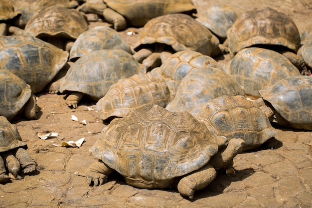 Muitas tartarugas gigantes no parque nacional la vanille maurício