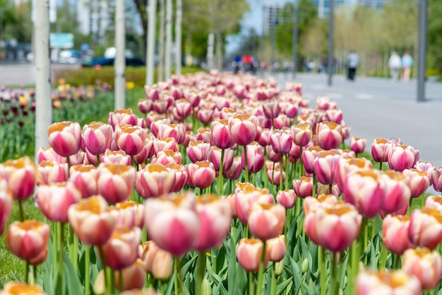 Muitas tulipas coloridas ao longo do beco da cidade