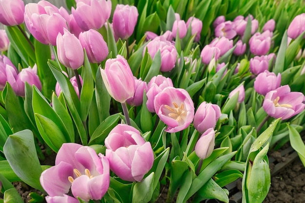 Foto muitas tulipas cor-de-rosa em uma estufa