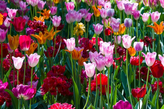 Muitas tulipas multicoloridas brilhantes