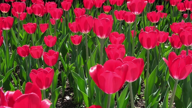 Muitas tulipas vermelhas e bordô balançam ao vento em um espaço aberto no parque