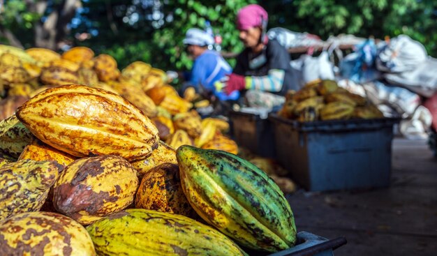 Muitas vagens de cacau maduras amarelas empilhadas em caixotes com trabalhadores classificando frutas frescas de cacau