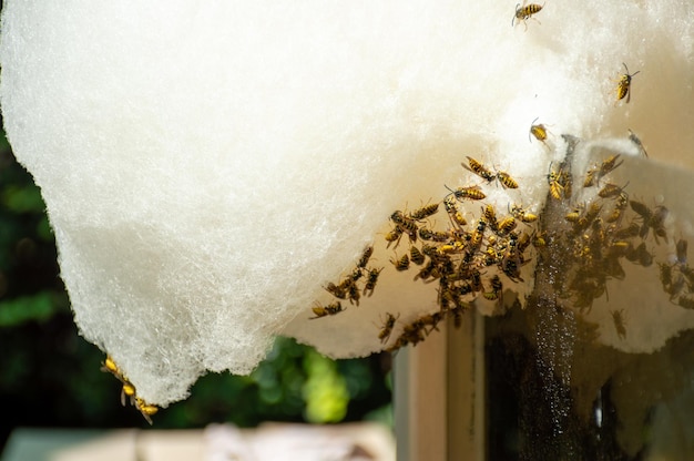 Muitas vespas comem algodão doce no parque