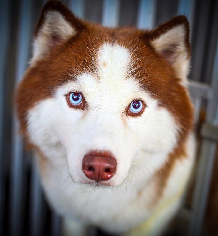 Foto muito bonito siberian husky ou canis lupus familiaris com cor combinada de castanho claro e branco bom para catálogo de cães ou conteúdo multimídia
