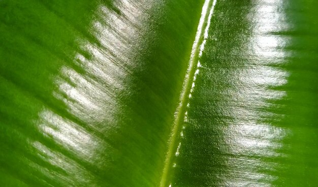 Muito extremo close-up de licença verde ficus