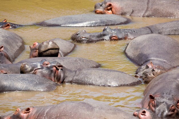 Muito hipopótamo no rio Masai no parque Masai Mara National no Quênia, África.