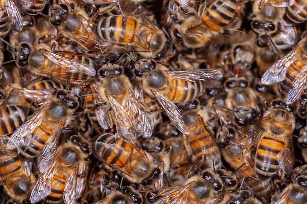 Foto muito honey bee apis mellifera na colmeia