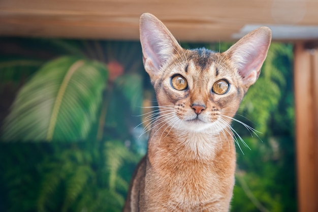 Muito lindo gatinho gato abissínio no fundo da selva olhando para a câmera