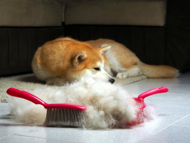 Muito pelo de cachorro é coletado em uma pá de lixo e uma escova para varrer o chão