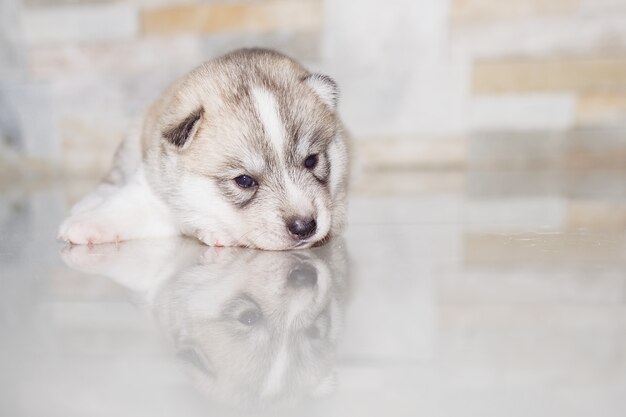 Muito pequeno filhote de cachorro husky siberiano.