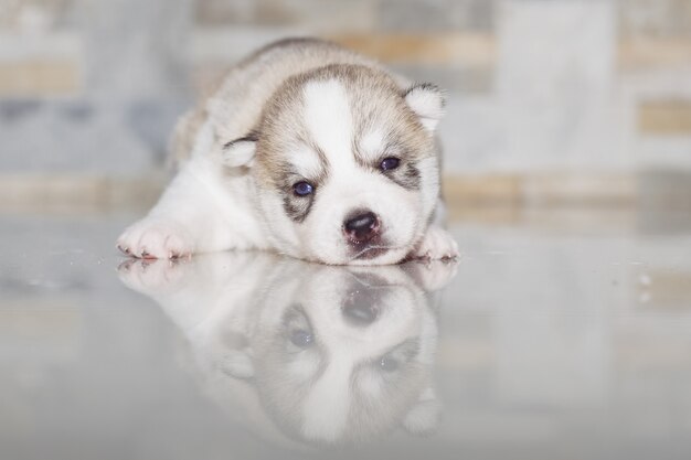 Muito pequeno filhote de cachorro husky siberiano.