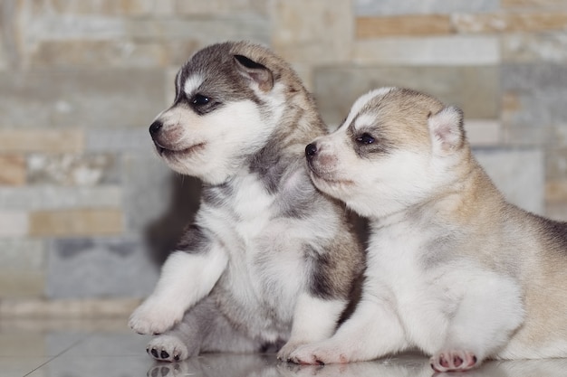 Muito pequeno filhote de cachorro husky siberiano.