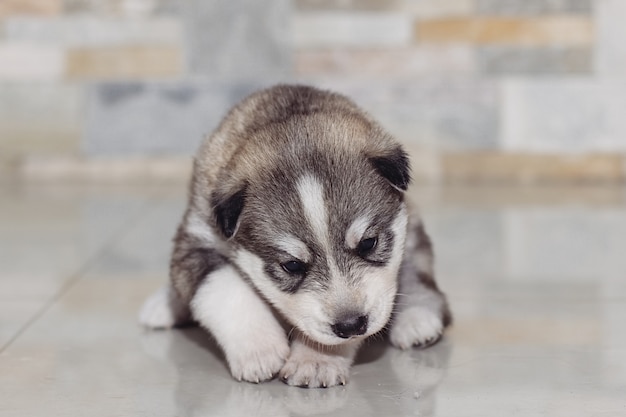 Muito pequeno filhote de cachorro husky siberiano.