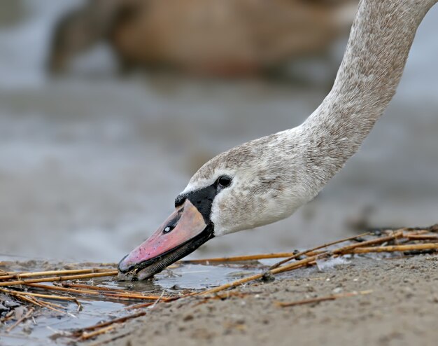 Muito perto de um pescoço e cabeça de um jovem cisne