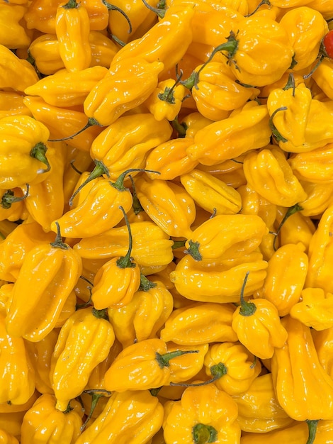 Muito pimentão habanero amarelo visto de perto