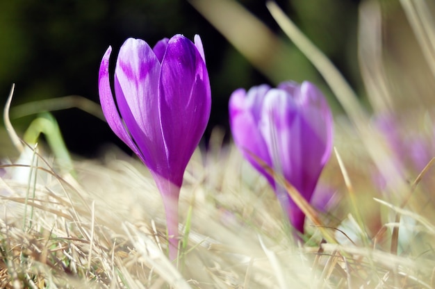 Muitos açafrões em flor