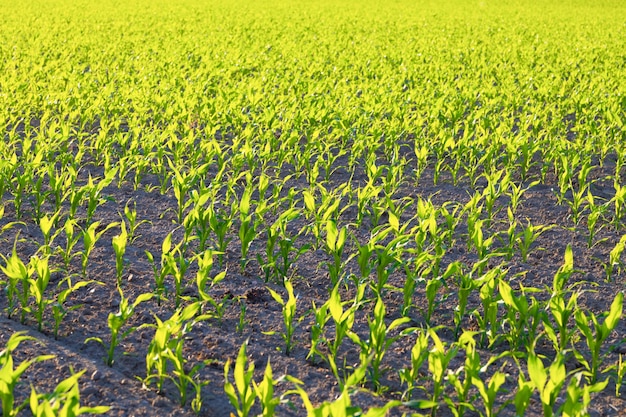 Muitos brotos de milho jovem Campo verde de milho