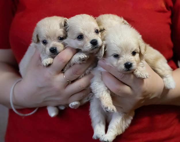 Foto muitos cachorrinhos poodle em suas mãos sobre um fundo vermelho