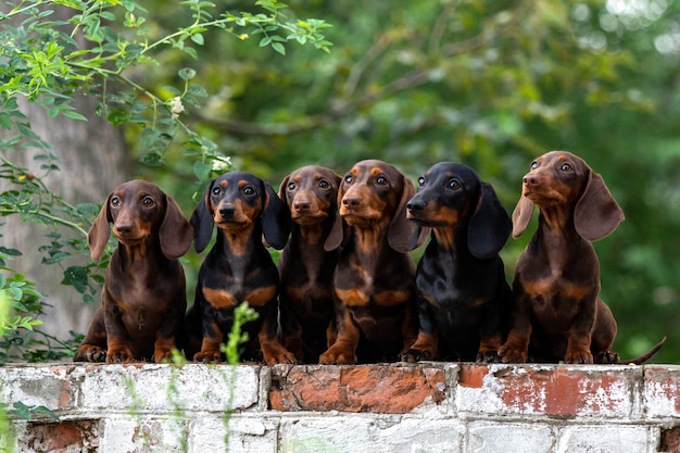 muitos cachorros dachshunds família sentados juntos no fundo natural