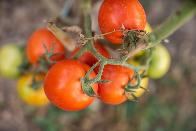 Muitos cachos com tomates verdes maduros e verdes crescendo no jardim a colheita amadurece em um dia quente de verão