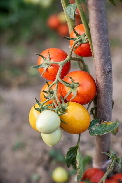 Muitos cachos com tomates verdes maduros e verdes crescendo no jardim a colheita amadurece em um dia quente de verão