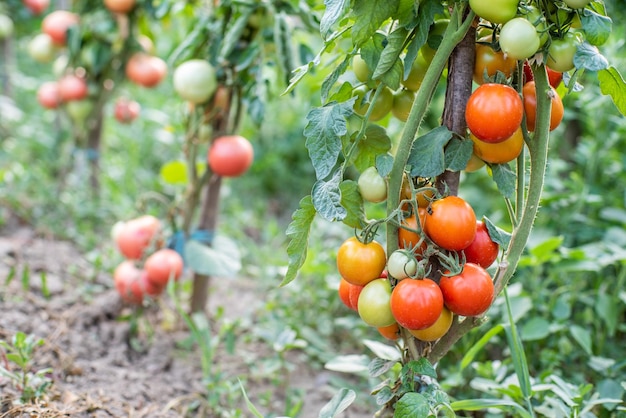 Muitos cachos com tomates verdes maduros e verdes crescendo no jardim a colheita amadurece em um dia quente de verão