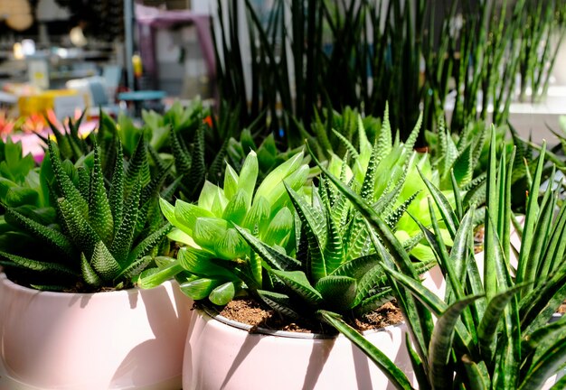 Muitos cactos diferentes em vasos de flores se misturam para vender em uma loja de flores. Centro de jardim com venda de plantas de cacto pequeno em vasos de lote no mercado de flores. Várias suculentas em potes a retalho