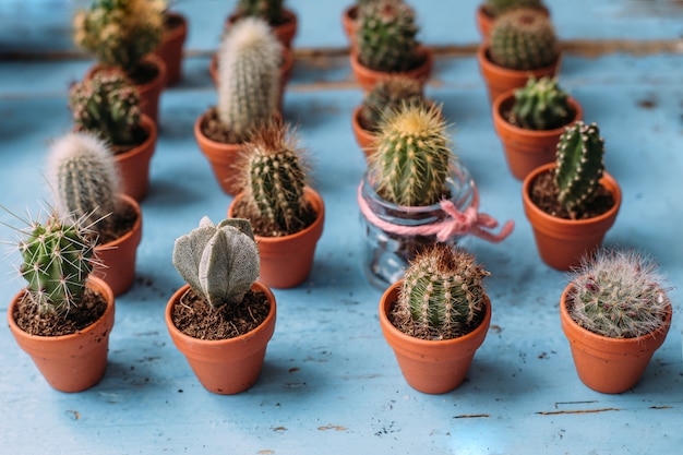 Muitos cactos e suculentas em vasos