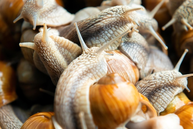 Muitos caracóis na fazenda de caracóis