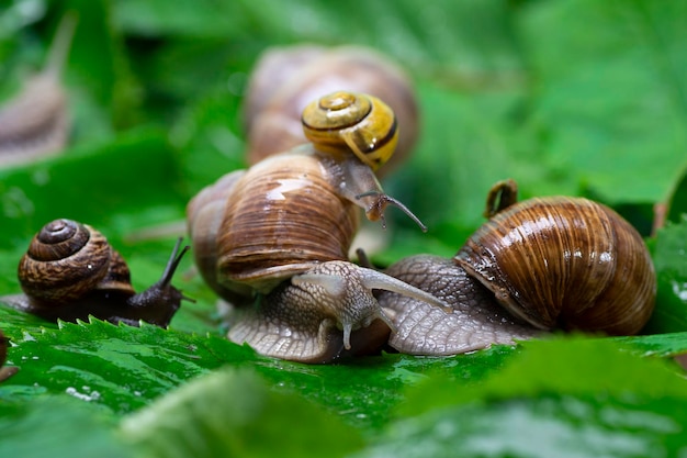 Muitos caracóis rastejam em folhas verdes fechadas O uso de muco de caracol em cosmetologia Cuidados com a pele e conceito de beleza